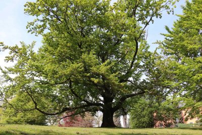 Fagus sylvatica - buk lesní (19) - celek jaro